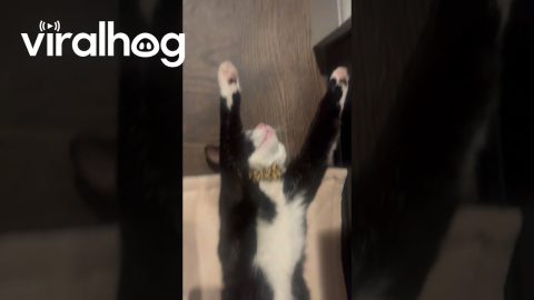 Bowtie-Wearing Cat Relaxes by the Fireplace || ViralHog