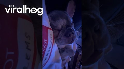 Sleeping French Bulldog Sounds Like Construction Site || ViralHog