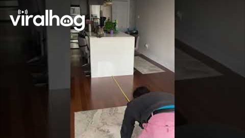 Measuring Cat's Crazy Long Jump || ViralHog