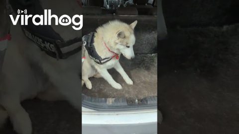 Sasha REALLY Doesn't Want to Go to the Vet || ViralHog