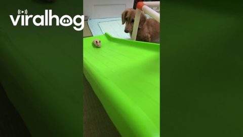 Cute Little Hamster Slides Down Slide || ViralHog