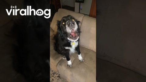 This Dog Is One of the Boys || ViralHog