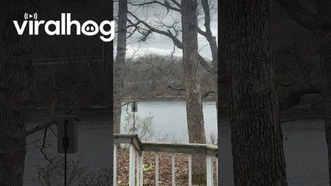 Majestic Bald Eagle Caught Heeding Nature's Call || ViralHog