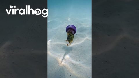 Fish Hides Inside Jellyfish || ViralHog