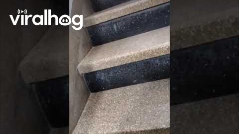 Bride Slips and Falls Down Stairs || ViralHog