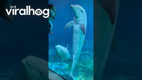 Baby Befriends Two Dolphins || ViralHog