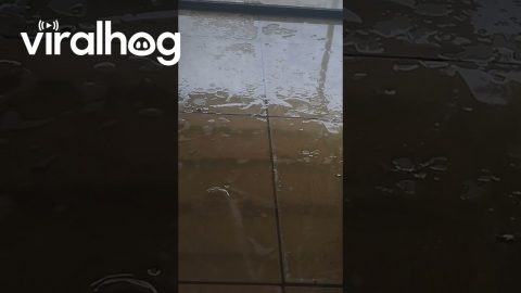 Weird Swirls In The Water || ViralHog