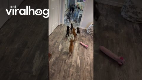 Boxer Dog Isn't Ready To Be A Dad || ViralHog