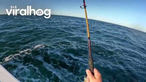 Fisherman Uses a Wrench as a Lure || ViralHog