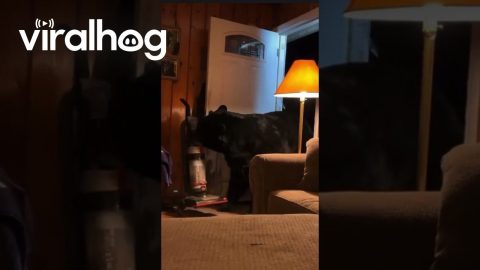 Black Bear Steals Woman's Vacuum Cleaner || ViralHog