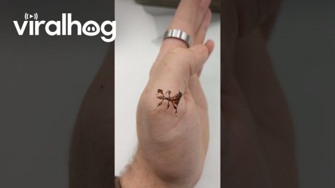Little Baby Leaf Insect Shows Off Its Dance Moves || ViralHog