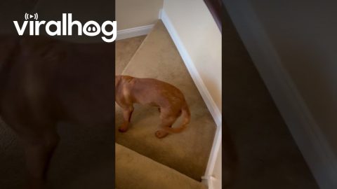 Lab Slides Down the Stairs || ViralHog