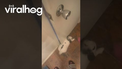 Bunny Traps Man In The Bathroom || ViralHog
