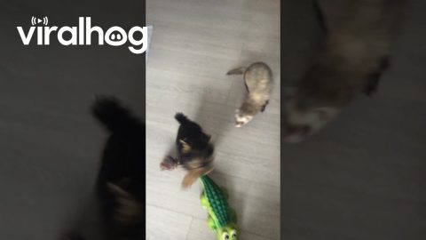 Yorkie Puppy Battles Ferret for Toy Dominance || ViralHog