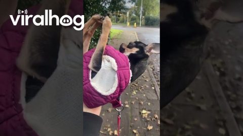 Chihuahua Does Yoga To Avoid Walking || ViralHog