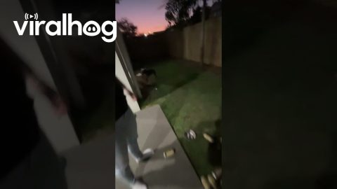 Dog Takes Off With Box of Beer || ViralHog