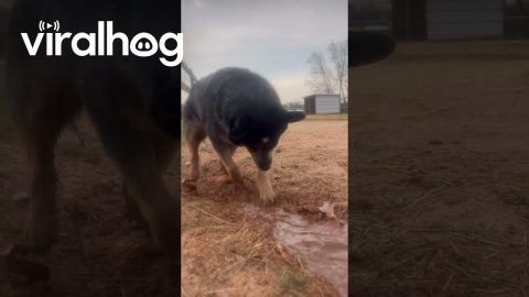 Sissy the Water-Obsessed Dog on Duty || ViralHog