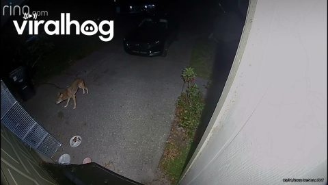 Cat Chases Away Coyote || ViralHog