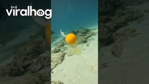 Diver Cracks Open Chicken Egg Underwater || ViralHog