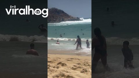 Struggling To Reach Seashore || ViralHog