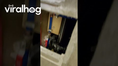 Escape Artist Cat Removes Wall Panel to Visit Neighbors || ViralHog