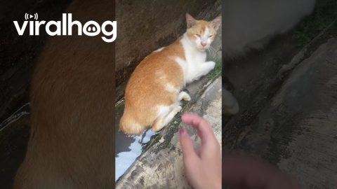 Cat Found Blocking Drain || ViralHog