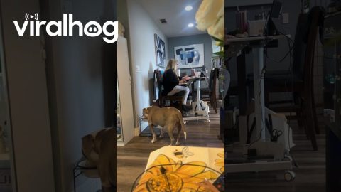 Thirsty Dog's Noisy Drinking Disrupts Work Meeting || ViralHog