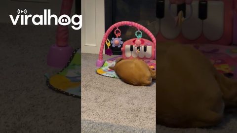 Boxer Plays On Baby Mat || ViralHog