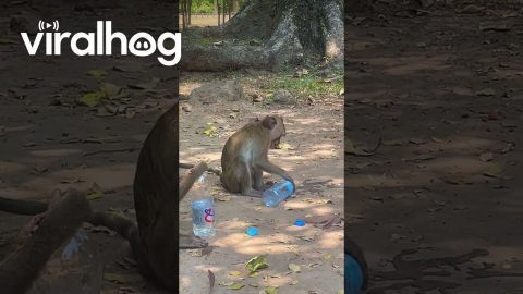 Monkeys Drink From Human Water Bottles || ViralHog