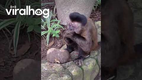 Monkey Uses Massive Stone To Crack Open Nuts || ViralHog