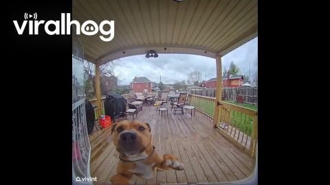 Smart Puppy Rings Doorbell || ViralHog