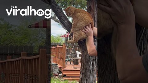 Orange Cat is Bereft of All Wild Instincts || ViralHog
