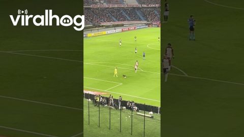 Dog Runs Onto Field and Steals During Soccer Match || ViralHog