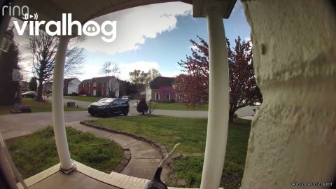 My Dog Has Figured Out How to Use the Doorbell || ViralHog