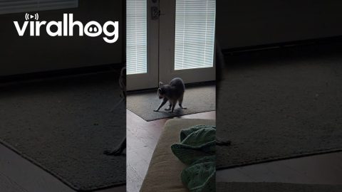 Pet Raccoon Chases Its Tail || ViralHog