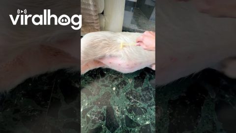 Pig Collapses For Good Belly Scratches || ViralHog