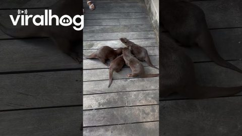 Otters Meet New Friends || ViralHog