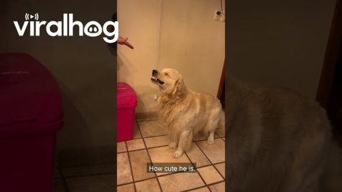 Goofy Golden Shares a Toothy Grin || ViralHog