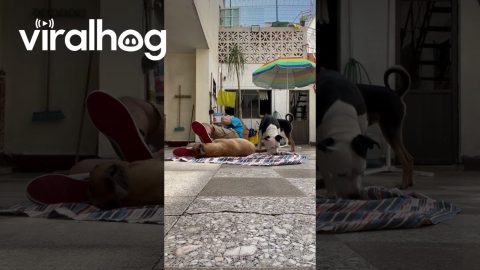 Dog Kicks Man in the Face While Playing || ViralHog