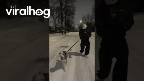 Dawg Walking Dog || ViralHog