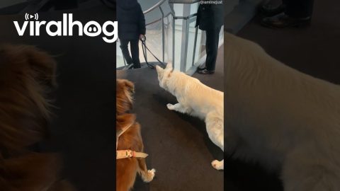 Dog Unafraid of Cliff, Fears Stairs || ViralHog