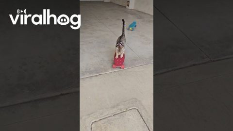Skilled Kitten Skates On Several Boards || ViralHog