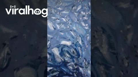 Thousands of Jellyfish Invade Palamos Port || ViralHog