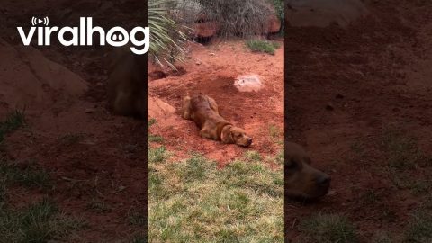 Handsome Hank Hiding His Handiwork || ViralHog