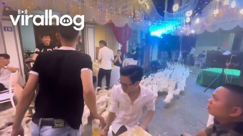 Horde of Stampeding Ducks Crash Wedding || ViralHog