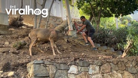 Man Rescues Buck Tangled in Chain || ViralHog