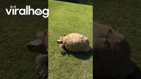 Baby Goat Harasses Giant Tortoise || ViralHog