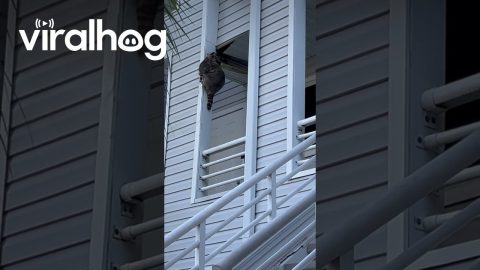 Unknown Creature in The Ceiling Turned Out To Be A Big Raccoon and Family || ViralHog