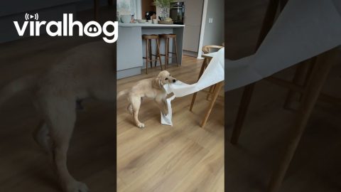 Golden Retriever Puppy Takes Off With Paper Towel Roll || ViralHog