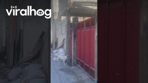 Jumping Dog Successfully Climbs Over Tall Gate || ViralHog